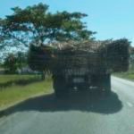 Sugar Cane.... By both narrow gauge rail and truck, sugar is king in the islands of Fiji