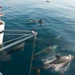 Sandrine goes to work.... Sandrine loves to take pictures and she got some really nice ones of these dolphins on our bow wave