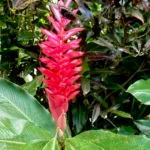 Tavoro Falls Butterfly on Ginger