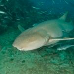 Most of the divers were able to "pet" one of these. They don't have teeth, but are still a big animal to respect at over 10 feet and 500 lbs!