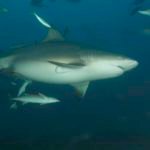 An oxymoron to be sure. This species is one of the top 5 predatory sharks in the world..