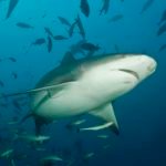 Known in South Africa as the "Zambesi" Shark, this particular species can swim in water ankle deep and can also swim well up fresh water rivers. Bull Sharks have been found as far up the Mississippi River as Cairo, Illinois!