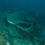 The ever present remora or sucker fish goes along for the ride and whatever scraps they can get