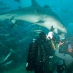 The fish head was about to disappear and fortunately the diver and his camera survived lunch as well!
