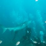 Tigers are relentless when they go after food. This is why they are considered the top shark in the world only behind the Great White.