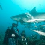 A bit of mayhem down here. There is no real "in control". Not unless you speak Tiger Shark!