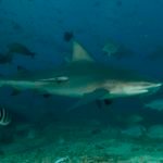 These sharks can turn in their own length; and quickly