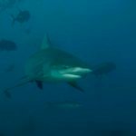 Amazingly, most sharks (NOT THE TIGER HOWEVER), can be turned with just eye contact