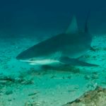 As sharks have no bone, they are very flexible. Muscle and cartilage make up most of their body mass