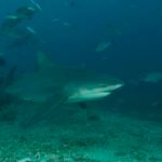 These sharks can easily get up near 800+ lbs. Most were probably in the 400 lb. range, but you get the point.