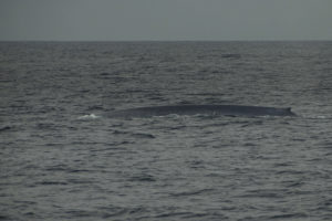 Blue Whale - Catalina Island