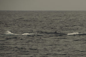Catalina Island Blue Whale