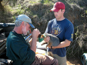 Catalina Island Fox with Naturalists 2