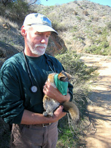 Catalina Island Fox with Naturalists 3