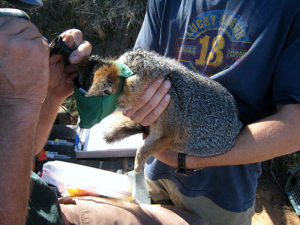 Catalina Island Fox With Naturalists