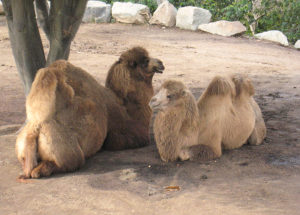 Dromadary Camels