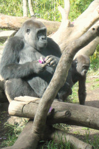 Gorilla Mom & Baby