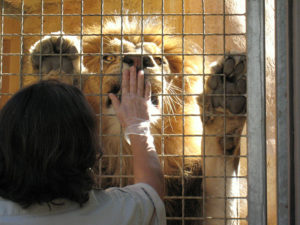Lion with Docent