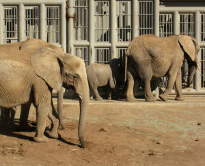 Elephants Galore