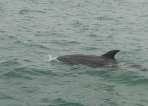 Dolphin in the mix
