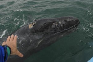 Scott pets a Baby Whale 2