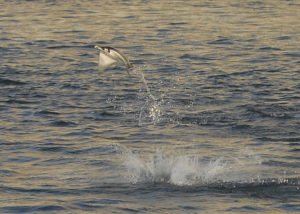 Flying Ray