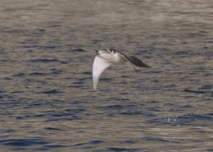 Flapping Away
