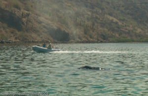 Humpback Whale in Puerto Escondido