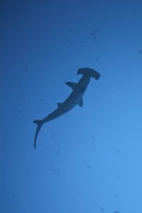 Coco Underwater-133