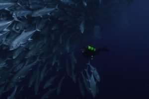 Coco Underwater-143