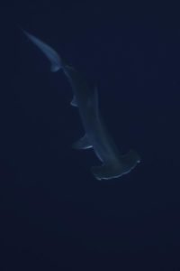 Coco Underwater-150
