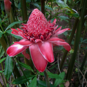 Flowers of Tahiti