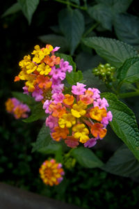 Floral Colors of Tahiti