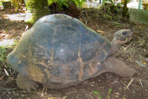 Harrison Smith Botanical Gardens - Galapagos Tortoise