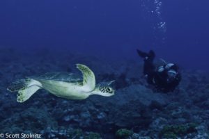 Cindy & Green Sea Turtle
