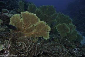 Coral and Gorgonia