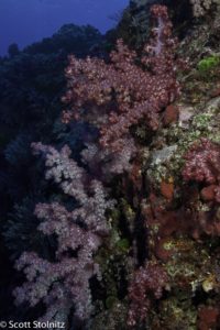 More Soft Coral