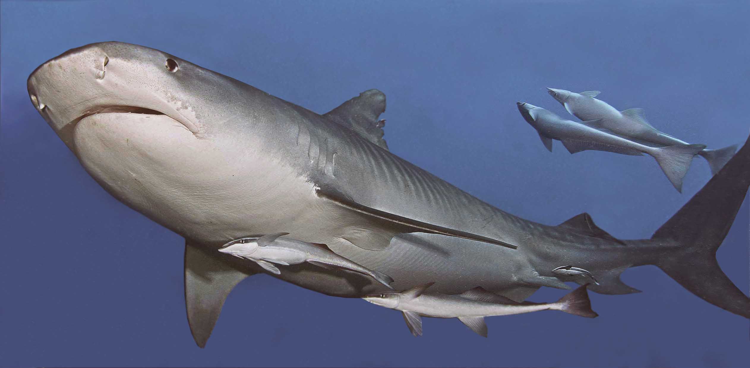 Гренландская тигровая акула